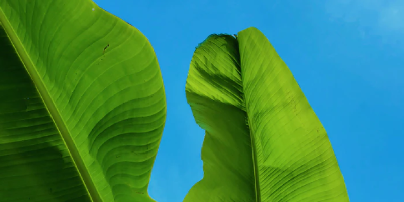 Leaf